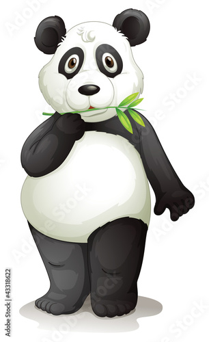 panda