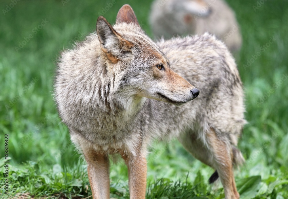 coyote en nature coyote en nature