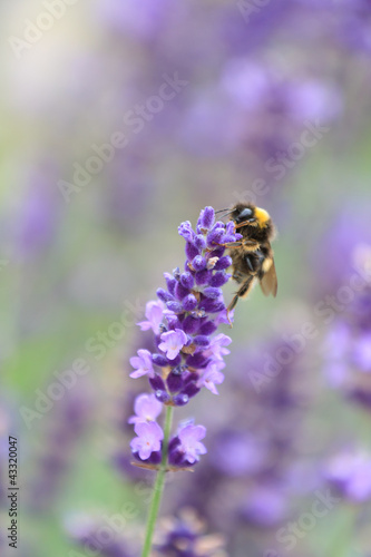 lavender flowers © Maksim Shebeko