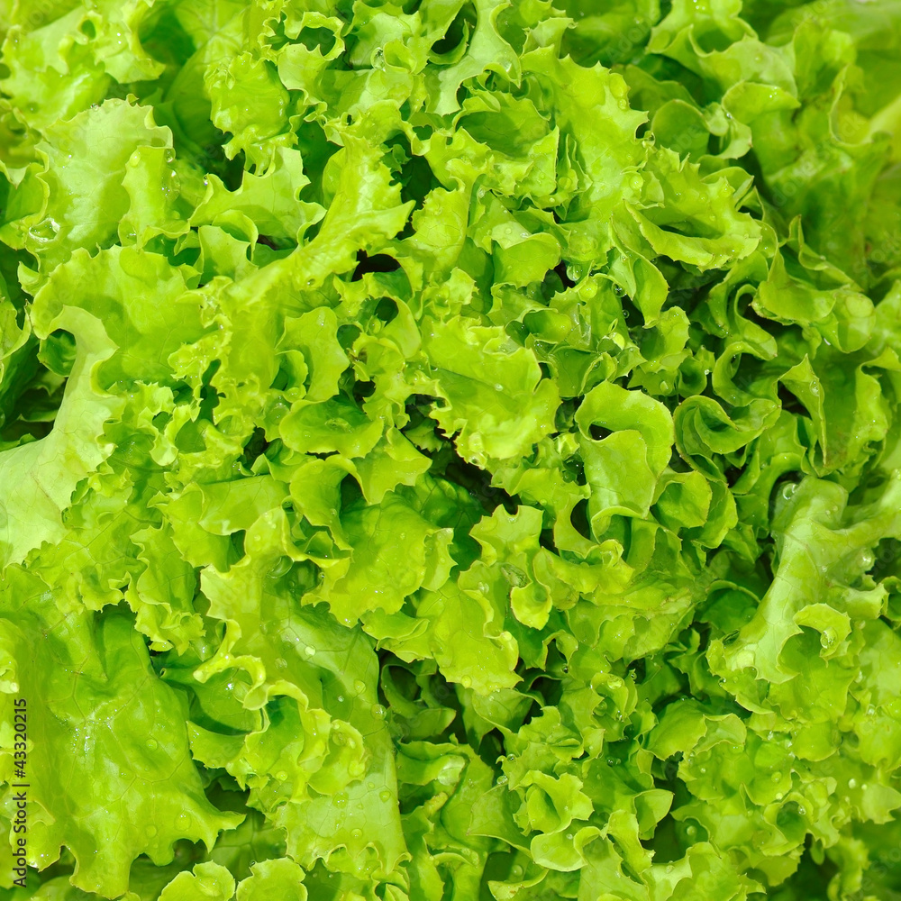 lettuce background lettuce background