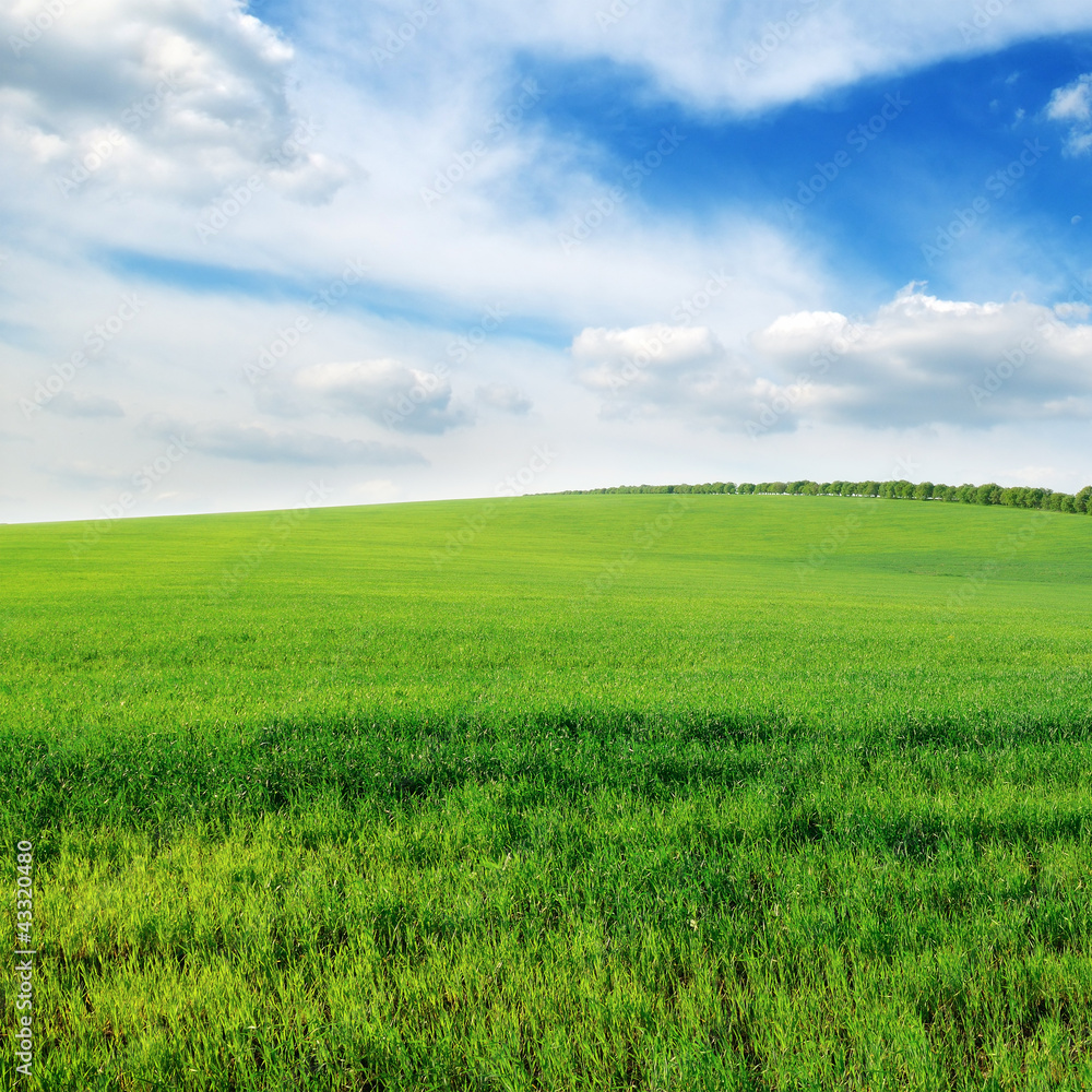 cloudy sky and green field