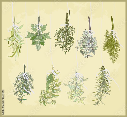 Spicy herbs. Collection of fresh herbs.