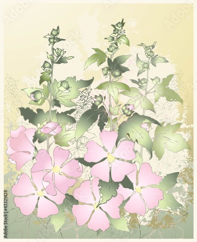 Pink flowers mallow with green leaves.