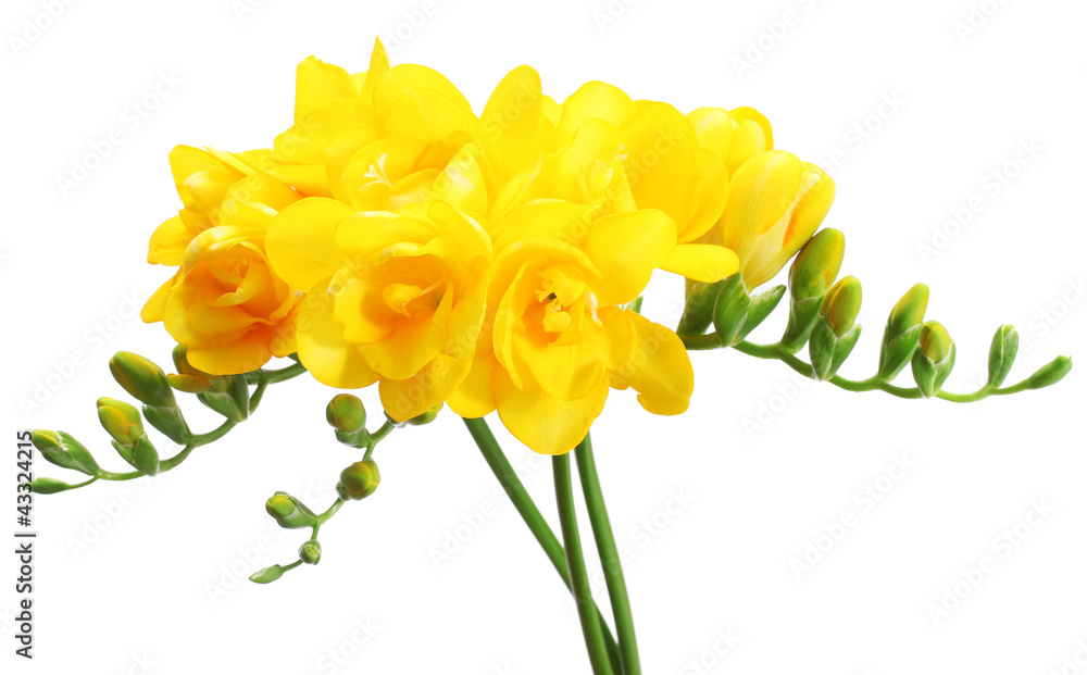 Beautiful yellow freesias isolated on white Beautiful yellow freesias isolated on white