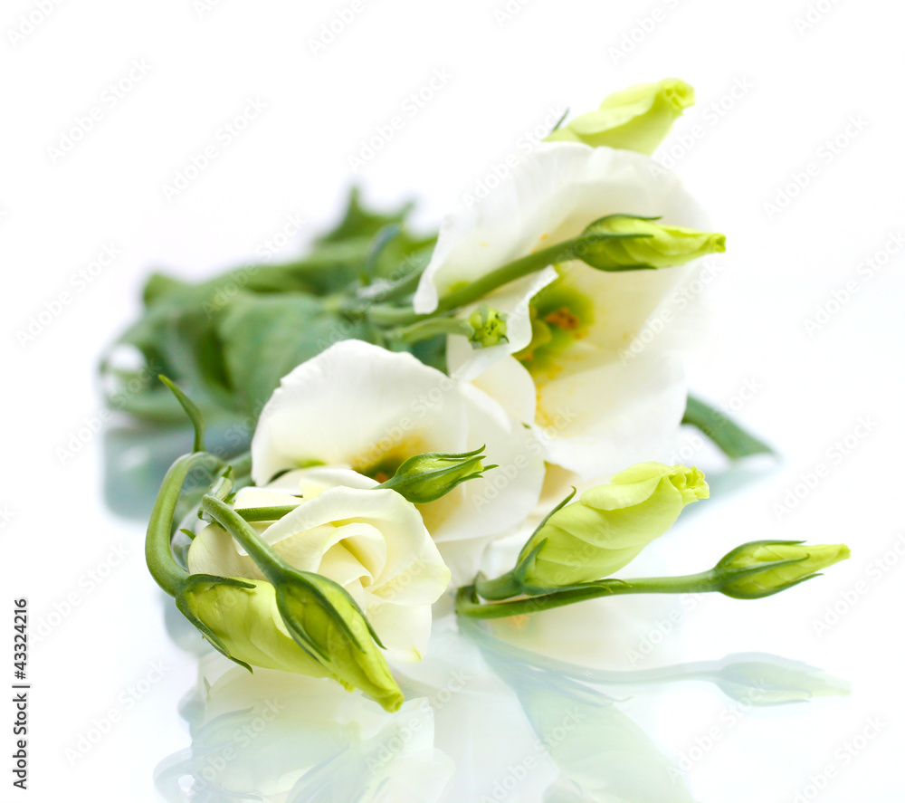 beautiful spring flowers isolated on white beautiful spring flowers isolated on white