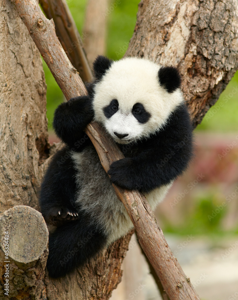 Naklejka premium Giant panda baby nad drzewem