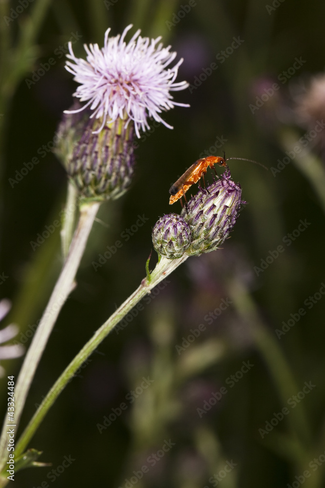 Roter Weichkäfer-Rhagonycha fulva Roter Weichkäfer-Rhagonycha fulva