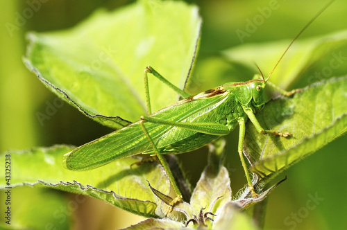 Wallpaper Mural Bush-Cricket Torontodigital.ca