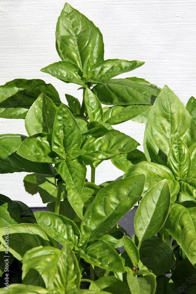 basilic,Ocimum basilicum basilic,Ocimum basilicum