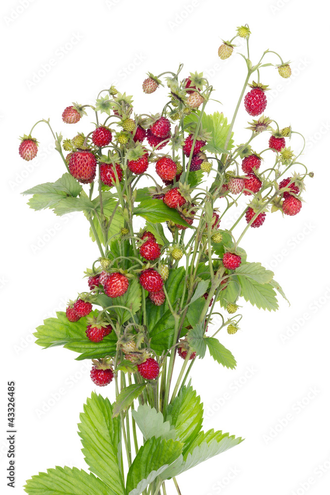Naklejka premium Wood wild real red berries bush