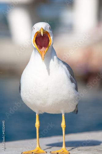 Seagull with beak opened