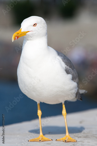 Seagull with beak closed