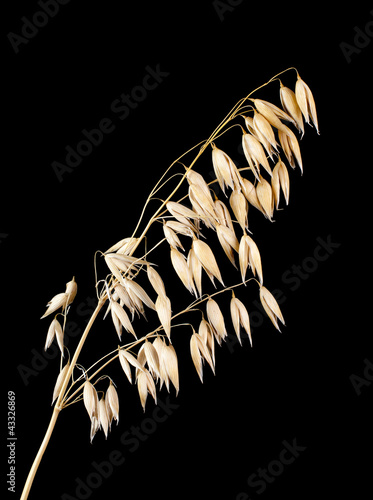 Obraz na płótnie Corn w salonie