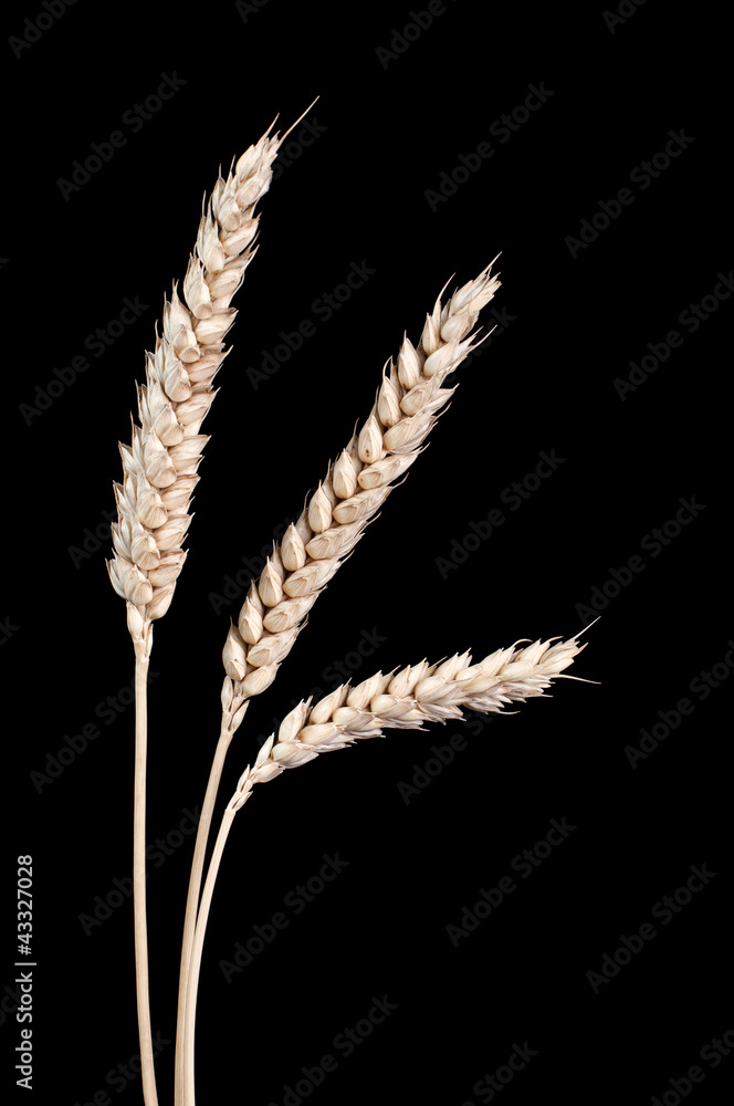 Corn