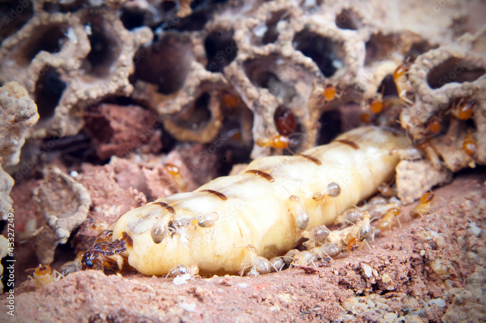 Queen termite Queen termite