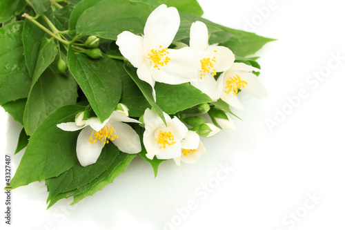 beautiful jasmine flowers with leaves isolated on white