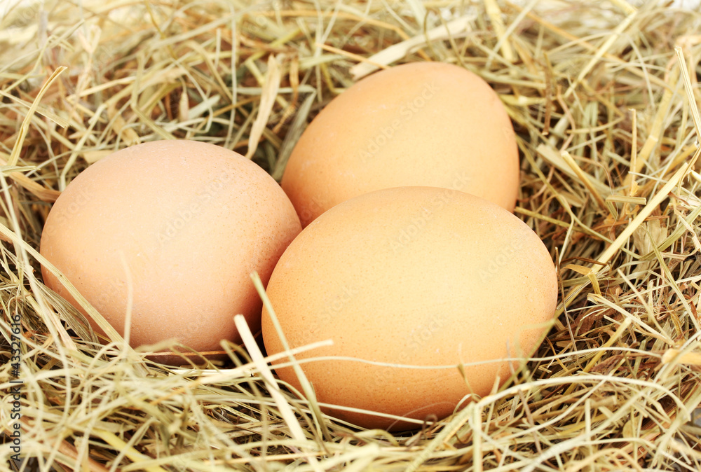 brown eggs in a nest of hay on white background close-up
