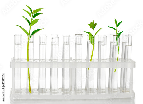 Test-tubes with a transparent solution and the plant isolated