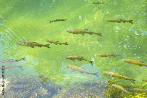 group of fishes in fresh water lake