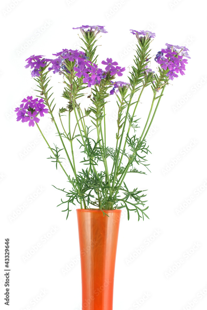 Verbena in a vase isolated on white