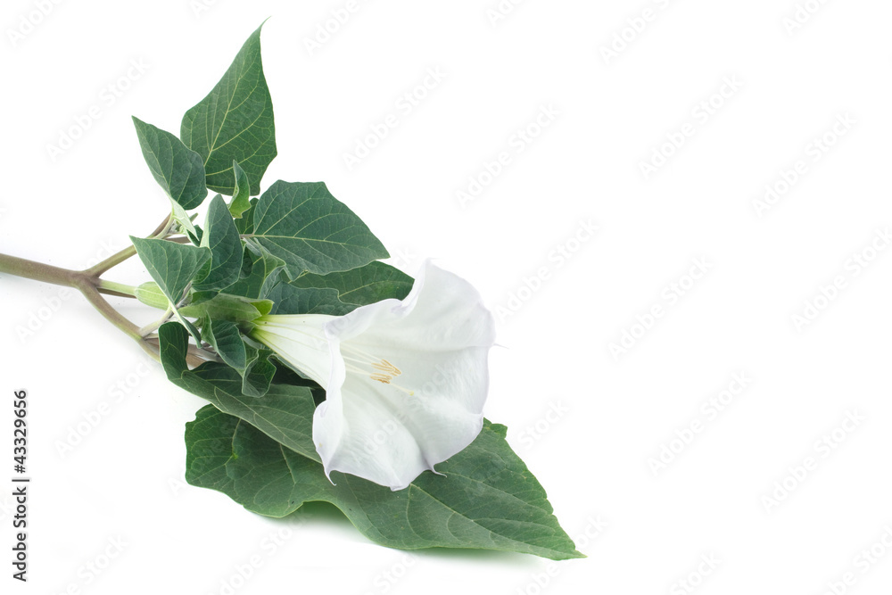 Fototapeta premium Datura