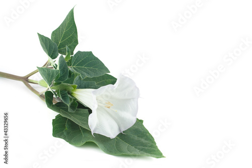 Fototapeta Naklejka Na Ścianę i Meble -  Datura