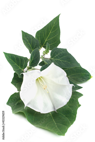 Fototapeta Naklejka Na Ścianę i Meble -  Datura is isolated on white
