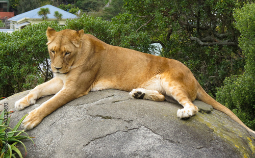 Lion rest on a rock
