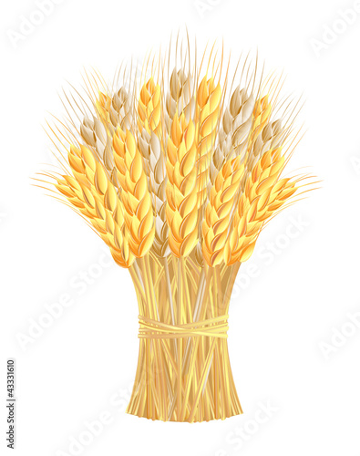 Sheaf of wheat ears