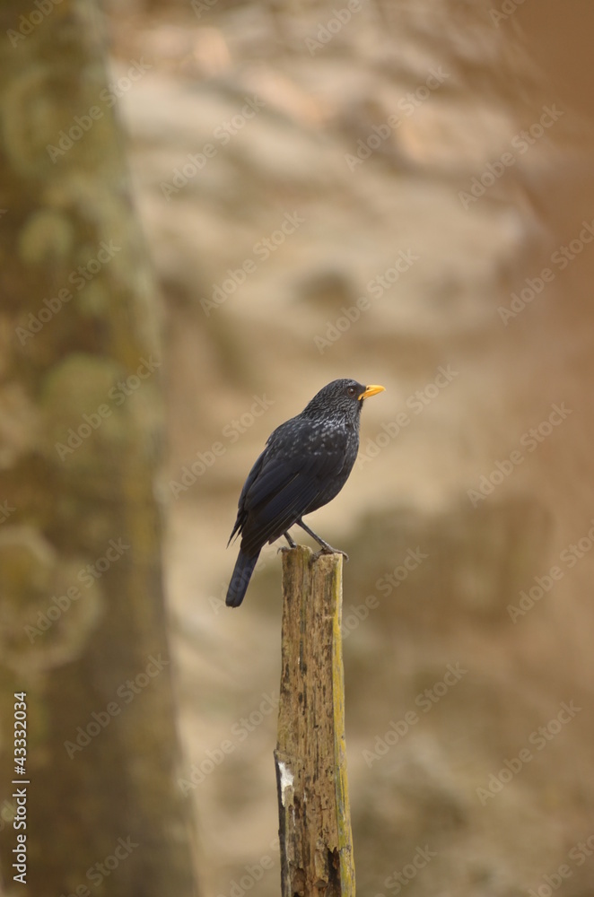 Fototapeta premium Bird [ Blue Whistling-Thrush ] in the nature of Thailand
