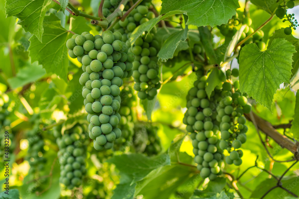 unripe grapes