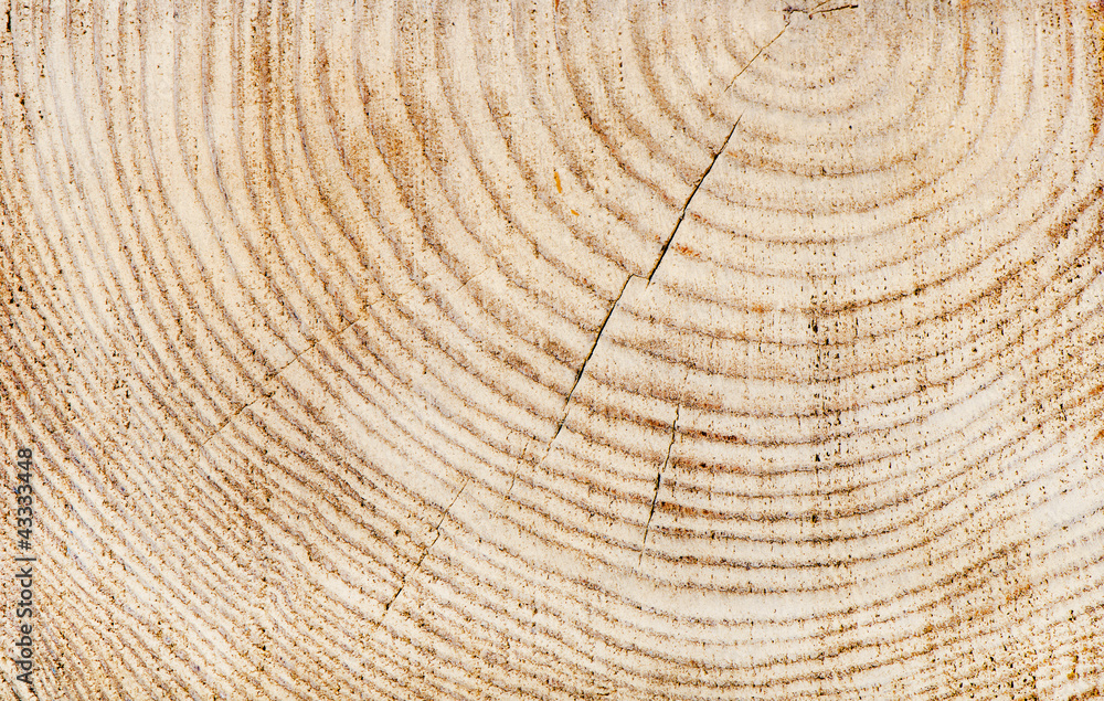 Wooden texture of a tree trunk Wooden texture of a tree trunk