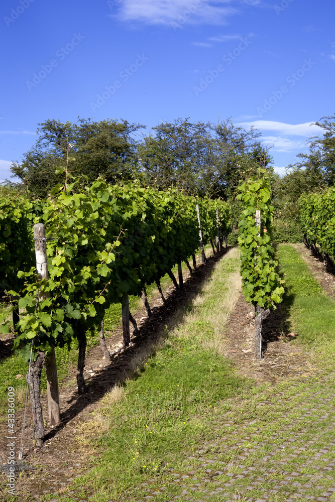 Weinberge in Flörsheim am Main