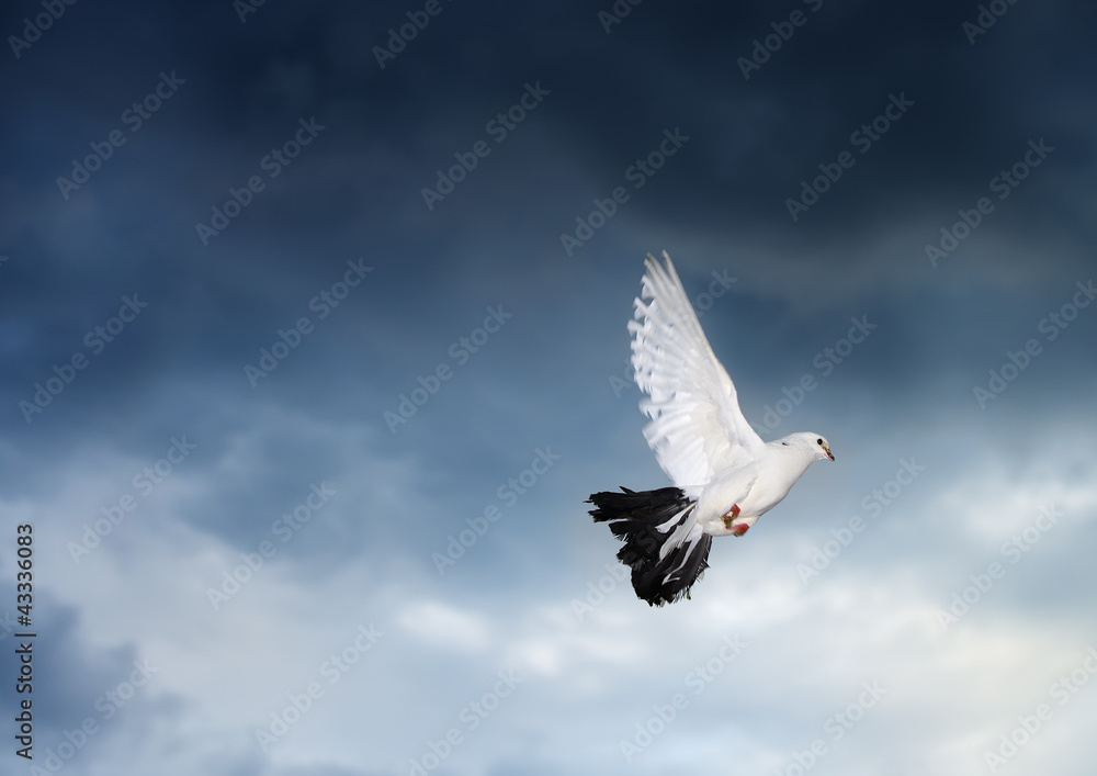 Obraz premium Dove in sky