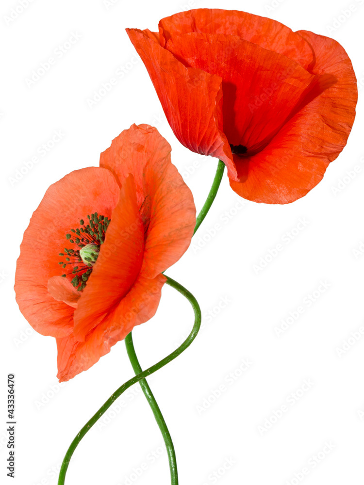 Fototapeta premium red poppy isolated on white background