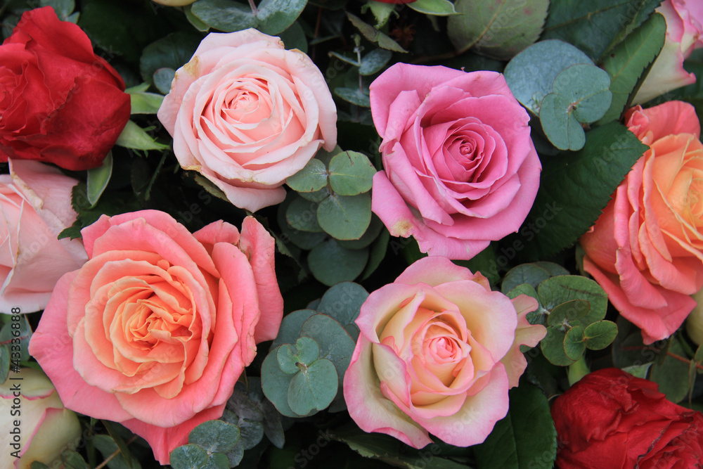 Roses in different shades of pink