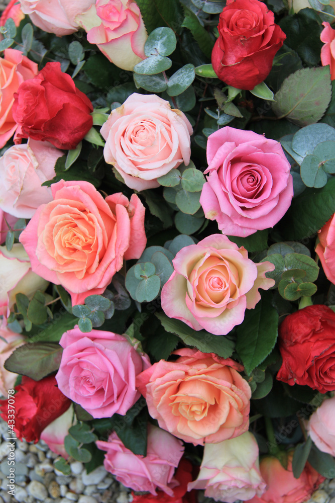 Roses in different shades of pink Roses in different shades of pink