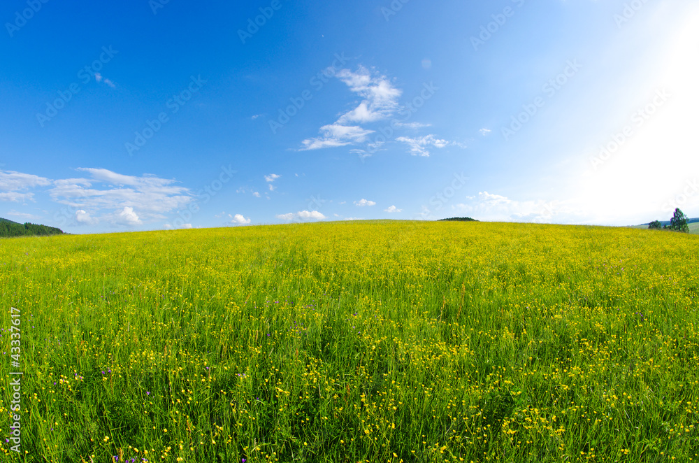 Fototapeta premium Meadow with yellow flowers
