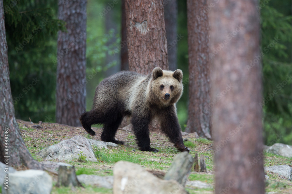 Fototapeta premium Brown bear in Tiago forest