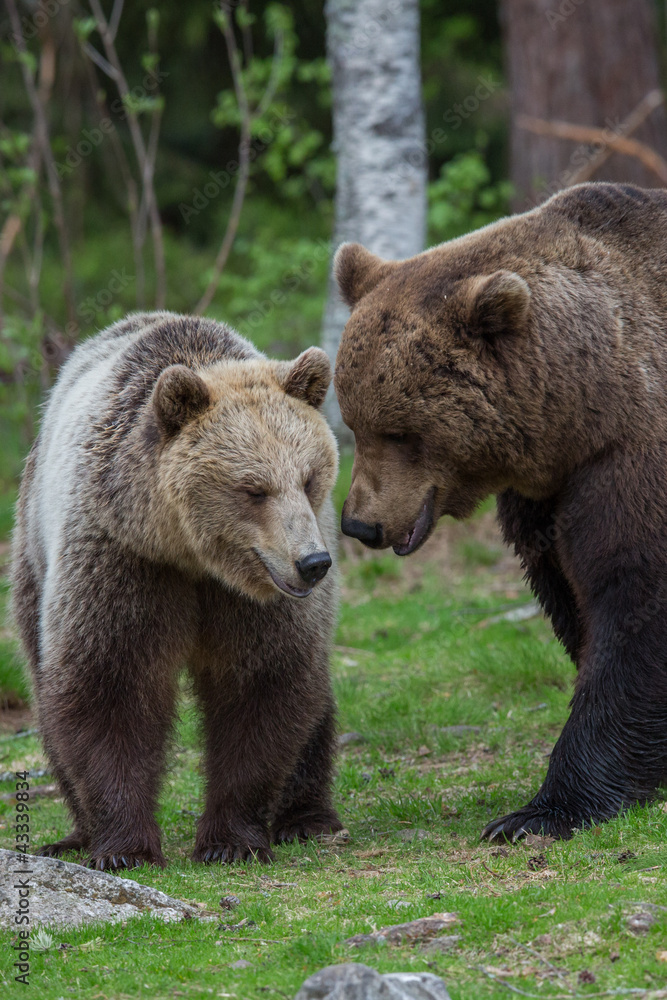 Brown bears in Tiago forest