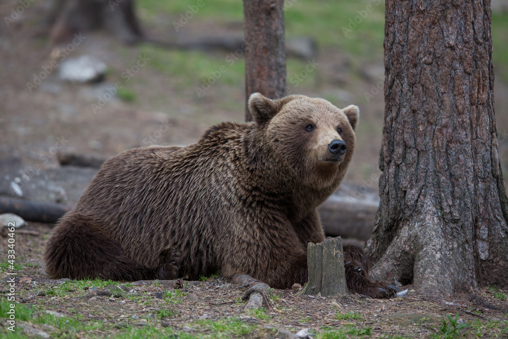 Brown bear in Tiago forest Brown bear in Tiago forest
