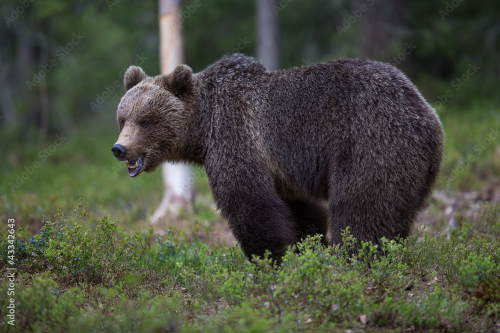 Naklejka premium Brown bear in Tiago forest