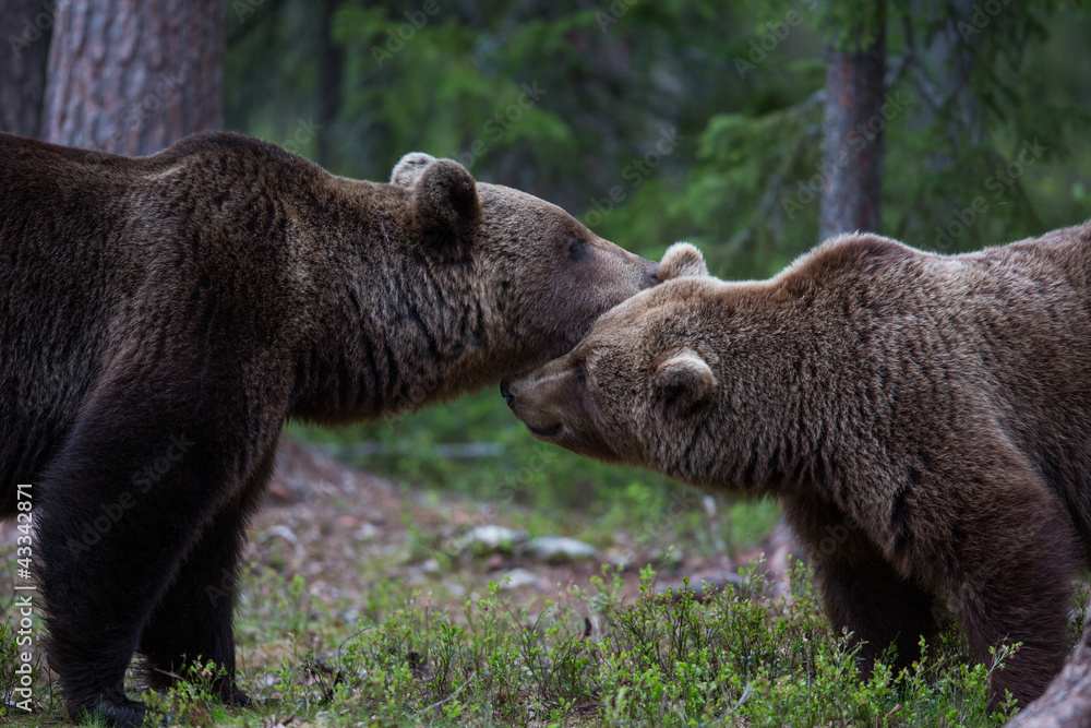 Fototapeta premium Brown bears showing affection