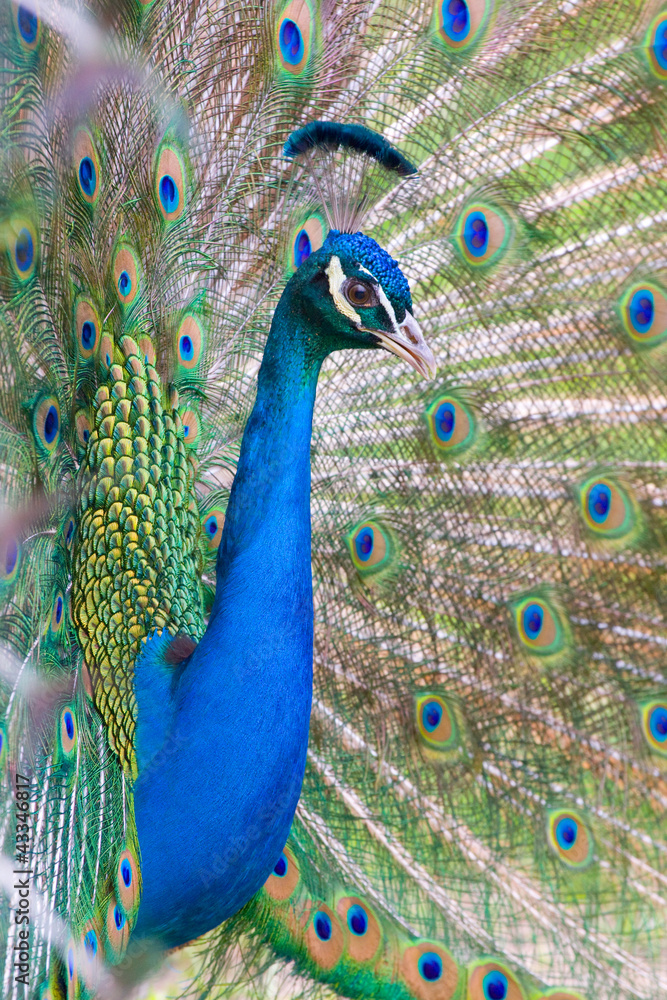 Fototapeta premium Portrait of beautiful peacock with feathers out