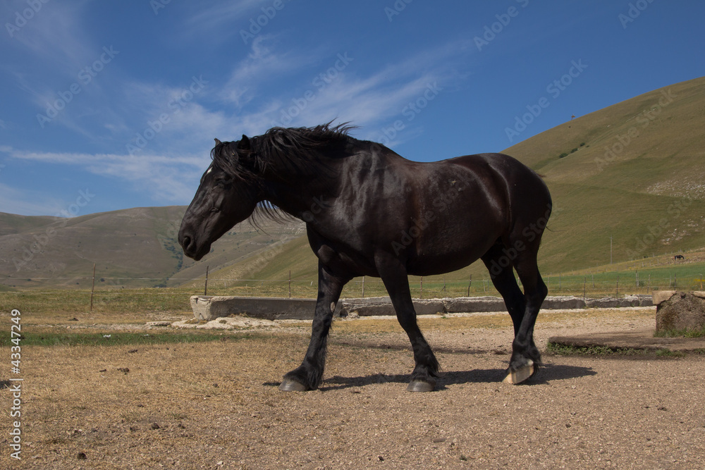 Black stallion Black stallion
