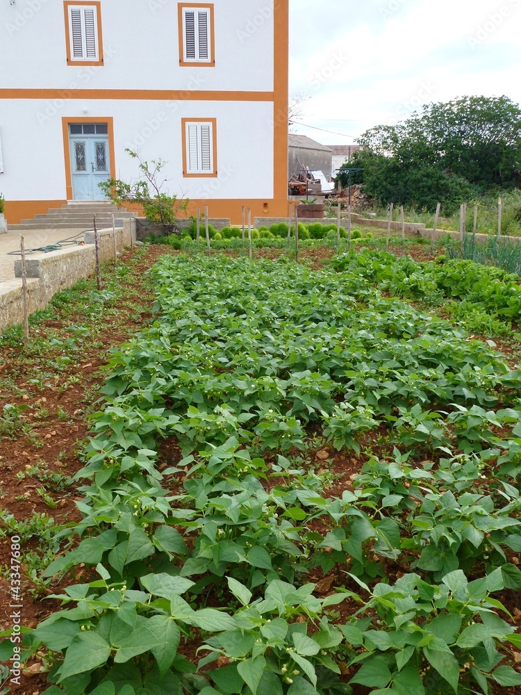 Vegetable plants in an allotment garden Vegetable plants in an allotment garden