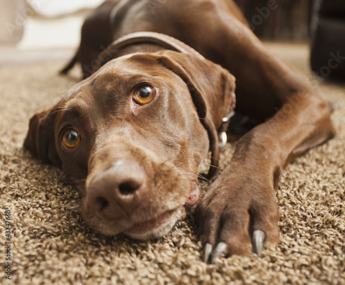 Close up of dog laying on floor photo