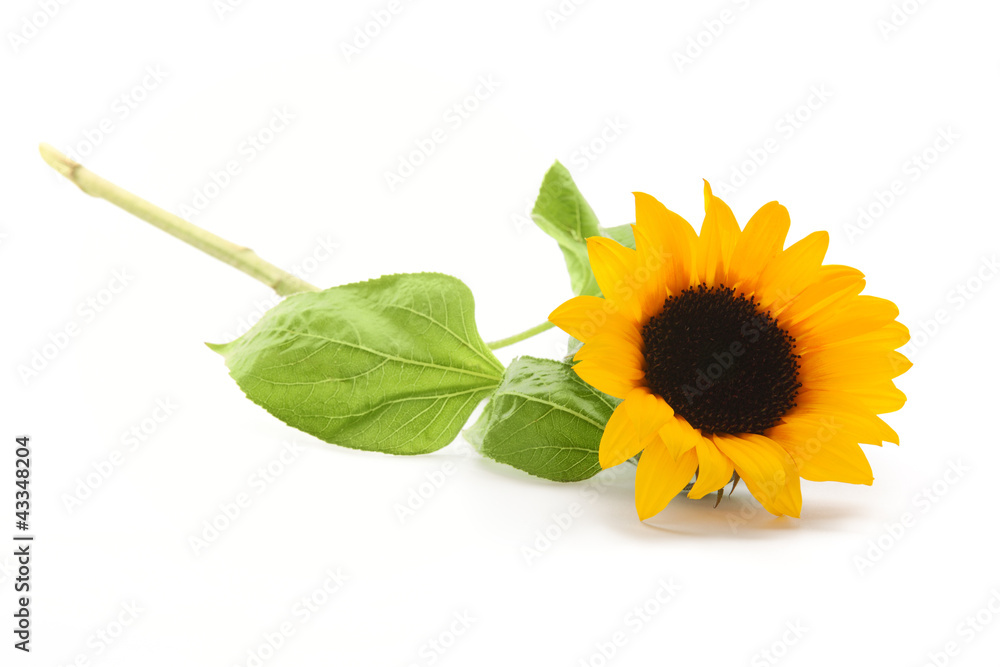 Fototapeta premium Sunflower isolated on white