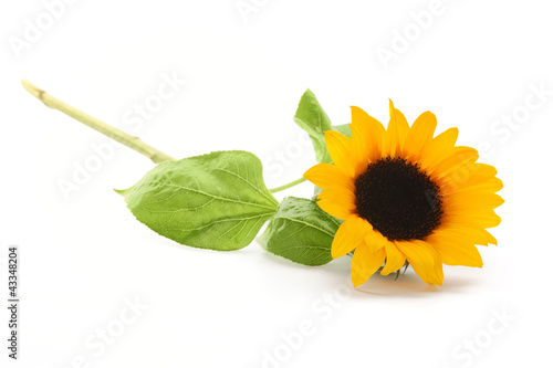 Fototapeta Naklejka Na Ścianę i Meble -  Sunflower isolated on white