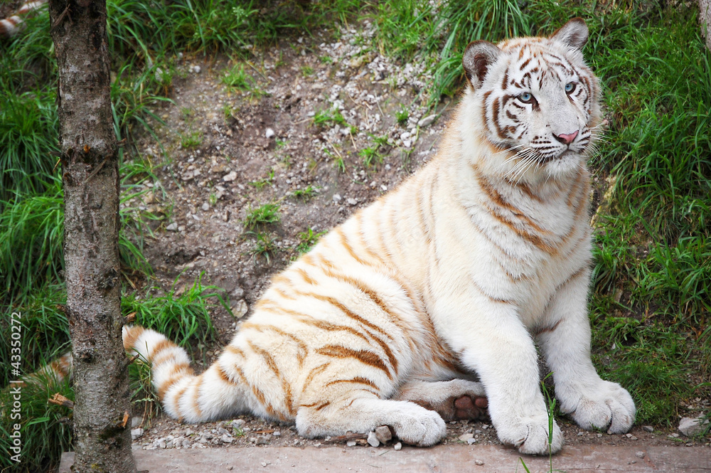 Obraz premium White Tiger Kitten Full Size